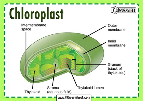 The Structure Of The Chloroplast Coloring Worksheet Answers - Printable ...