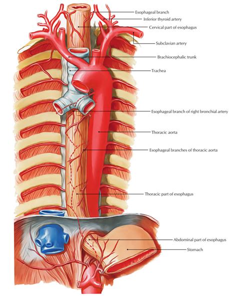 Diagram Of The Trachea And Esophagus