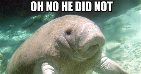 Calming Manatee Memes | POPSUGAR Tech