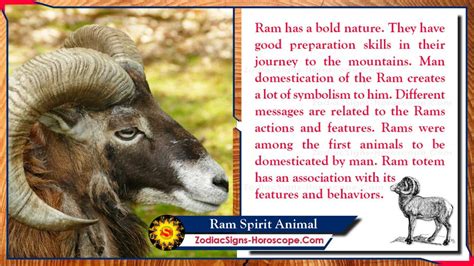 Ram Spirit Animal: Totem, Meaning, Messages and Symbolism | ZSH