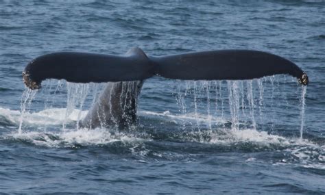 Newburyport Whale Watch in - Newburyport, MA | Groupon