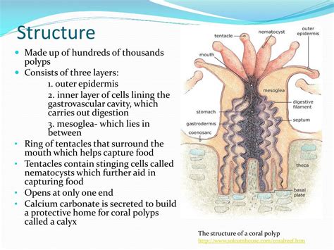 PPT - Coral Reefs PowerPoint Presentation - ID:427142