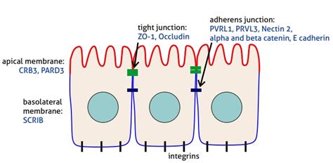 Cell polarity markers | Proteintech Group