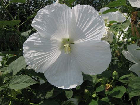 Hardy Hibiscus Seeds BLUE RIVER Winter Hardy Perennial