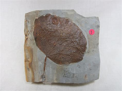 Paleocene Leaf #22 | Fossils for Sale