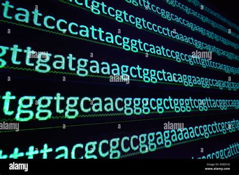 Le séquençage du génome humain. séquence de bases de nucléotides dans l ...