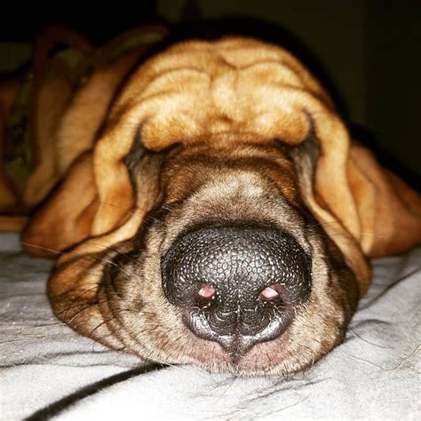 Wrinkles : r/Bloodhound