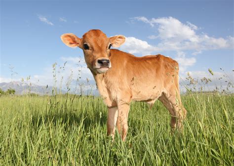 Farm Calf