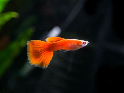 Full Red Albino Guppy (P. reticulata), Males & Females - Aquatic Arts