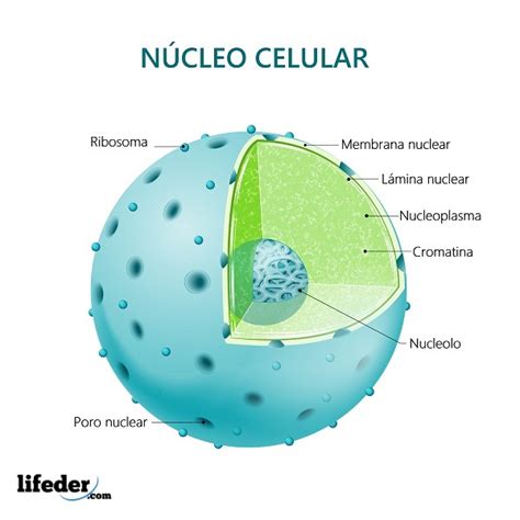 Núcleo celular: qué es, características, estructura, funciones