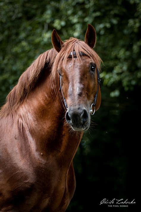 Handsome deep chestnut Suffolk Punch stallion; the oldest English breed ...