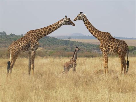 Why Do Giraffes Sleep Standing up? - Sleepy Kingdom