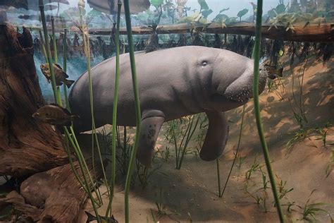 10 Remarkable Facts About Manatees - Discover Walks Blog