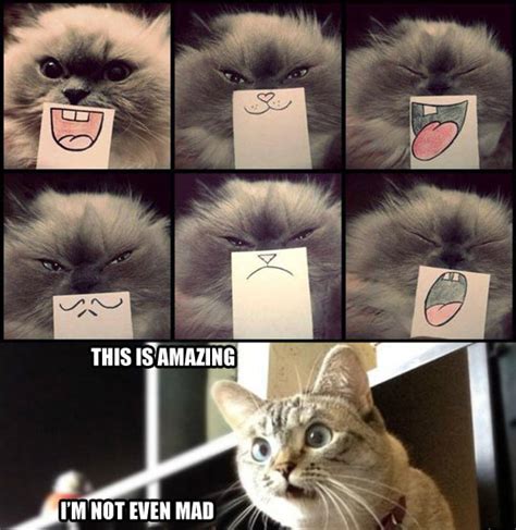 Facial expressions for cats…