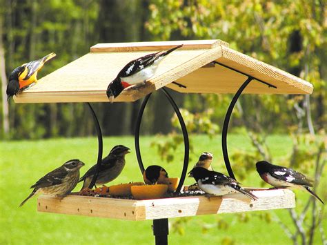 Oriole Bird Feeder Plans Free | Birdcage Design Ideas