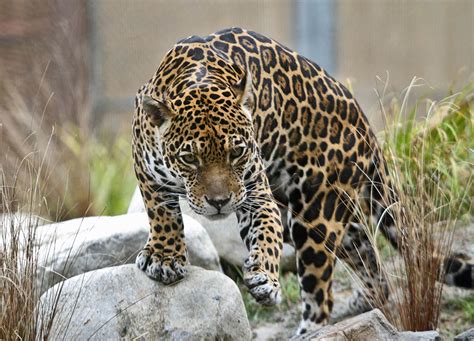 Photo Gallery: L.A. Zoo opens new Jaguar habitat - LA Times