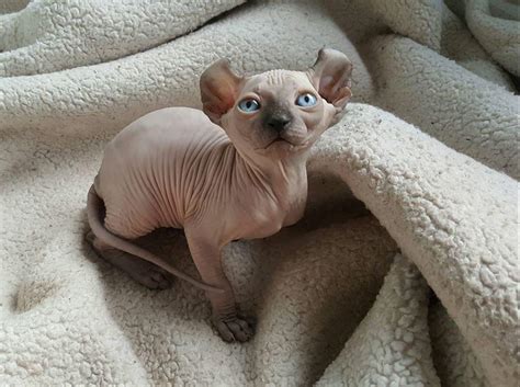 Elf kittens - elf sphynx - elf cats — NOCOATKITTY SPHYNX