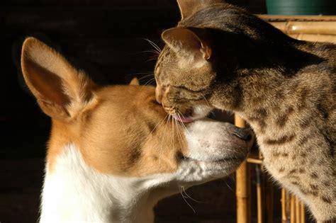 Gray tabby cat licking a Telomian dog HD wallpaper | Wallpaper Flare