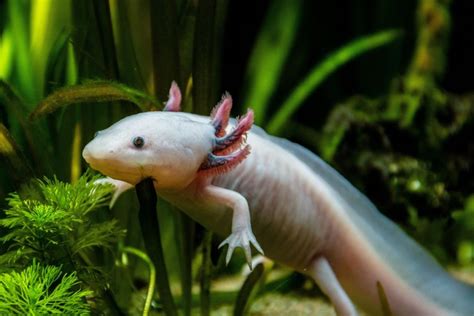 Axolotl Tank Setup: Create the Perfect Habitat