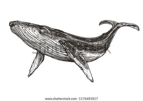 Hand Drawn Whale: Over 17,738 Royalty-Free Licensable Stock Vectors ...