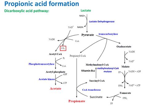 PPT - Propionic acid Bacteria Enrichment PowerPoint Presentation, free download - ID:2741286