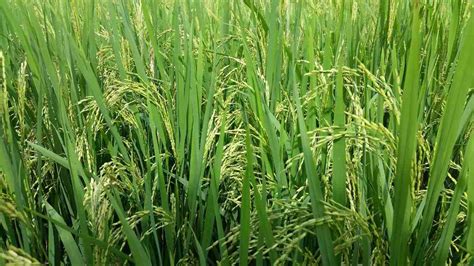 Organic Paddy Farming (Rice) - Production, Cultivation | Agri Farming