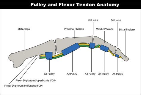 Pulley Injuries Explained (Part 1) — Grassroots Physical Therapy