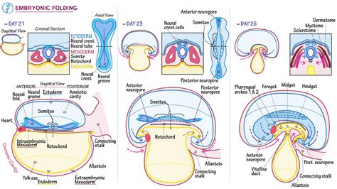 The Embryologic Perspective Anatomy And Physiology I