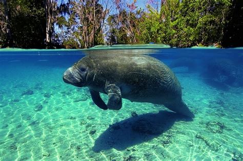 Manatee – "OCEAN TREASURES" Memorial Library