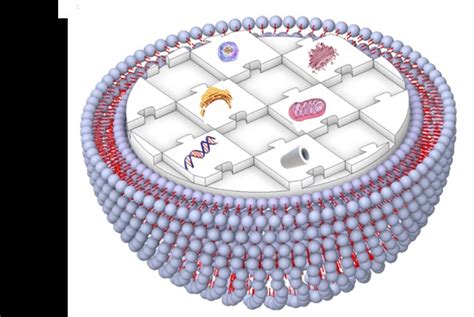 Use of artificial cells as drug carriers – Organic Chemistry Frontiers Blog