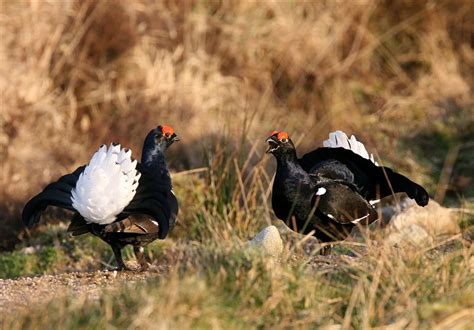 Black Grouse Scotland photo - Jim Wood photos at pbase.com