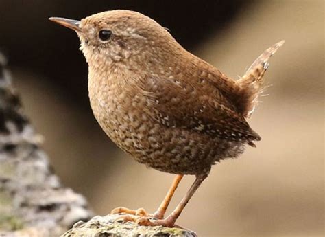 Winter Wren, Identification, All About Birds - Cornell Lab of Ornithology