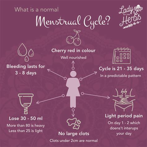 Menstrual Cycle And Symptoms