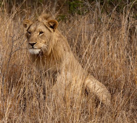 Banco de imagens : animais selvagens, juba, fauna, Savana, leão, savana ...