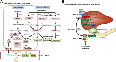 My lifelong dedication to bile acid research - Journal of Biological Chemistry