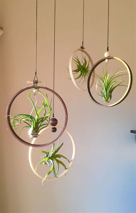 Air Plant Wall Display