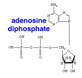 Adenosine diphosphate - Alchetron, The Free Social Encyclopedia