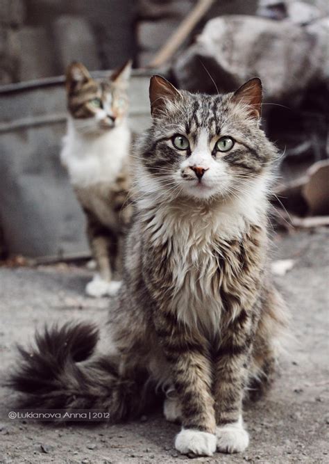 Stray Cats by Ursula-Gemma on DeviantArt