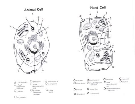 plant and animal cells diagram quiz : Biological Science Picture ...