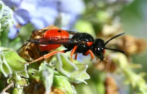 Red and black wasp - Odynerus cinnabarinus - BugGuide.Net