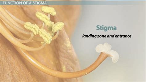 Stigma in a Flower | Definition, Function & Parts - Lesson | Study.com