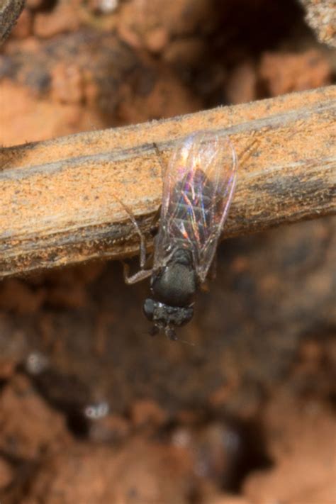 Phorid Fly Attempting to Oviposit on a Leafcutter Ant | Nature Closeups