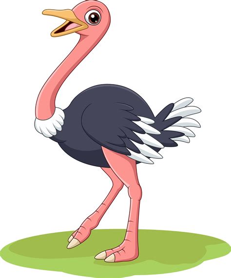 Ostrich Bird Clipart Images