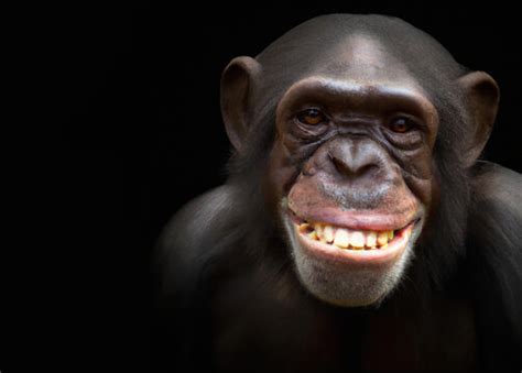 Chimpanzee Smiling