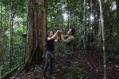 Saving Indonesia's birds-of-paradise one village at a time | The ...