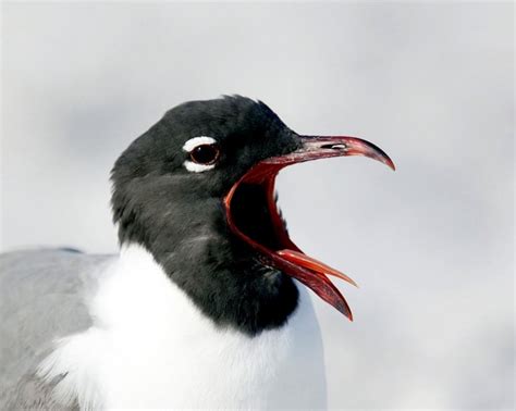 Laughing Gull – "OCEAN TREASURES" Memorial Library