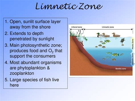 Freshwater Ecosystems - ppt download