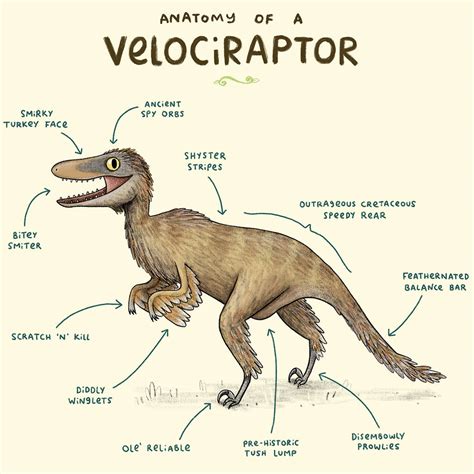 Anatomy Of A Velociraptor Art Print Sophie Corrigan By Wraptious | notonthehighstreet.com