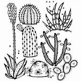 Cactus Coloring Page » Turkau sketch template