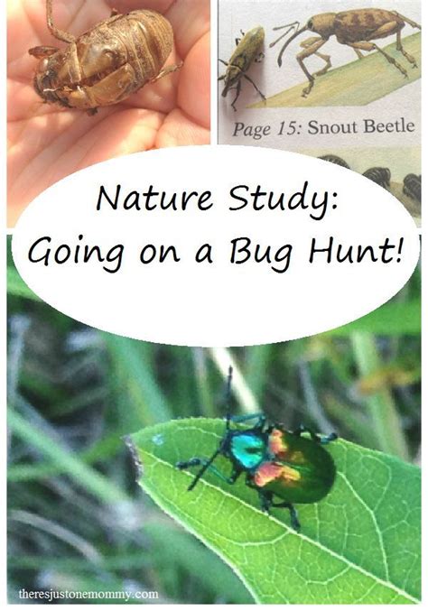 Going on a Bug Hunt! | There's Just One Mommy | Homeschool nature study, Insect activities ...